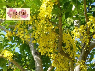 ╭＊田尾玫瑰園＊╯阿勃勒(黃金雨)---盛花期的時候一串串垂下的黃色花朵