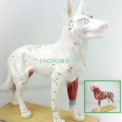 (ENOVO-172) 狗針灸模型動物解剖模型寵物模型犬針灸腧穴模型