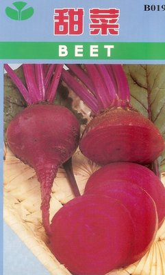 【大包裝蔬菜種子L180】紅肉甜菜根~ 生長旺盛，根系發達，栽培管理容易。根球圓型，肉質深紅，生育期約120天採收。