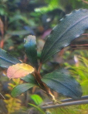 辣椒榕/神秘草~布朗尼藍(藍型布朗尼) Bucephalandra sp. "Brownie Blue"