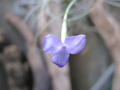 綠房子 空氣鳳梨 藍花松蘿 Tillandsia mallemontii  單芽