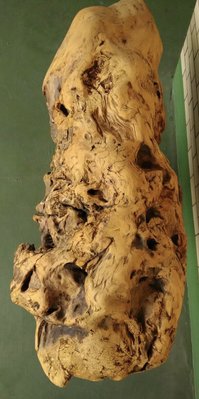 台灣黃檜木 可雕刻 做茶盤 大尺寸