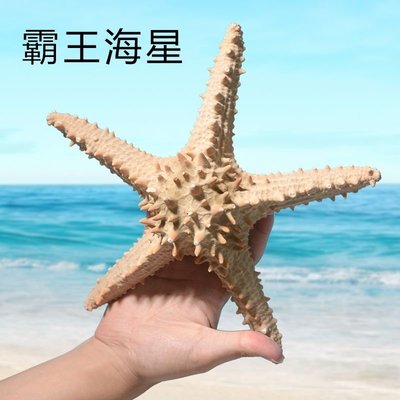 【熱賣下殺】天然超大海星標本大海螺標本大貝殼海洋風格裝飾魚缸造景海星墻飾