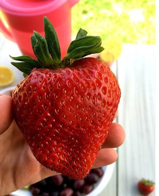 草莓苗 現今最大果品種 巨無霸草苺報到