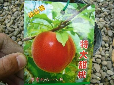 ╭＊田尾玫瑰園＊╯新品種水果苗-(特大甜桃)甜桃-可達6-8兩