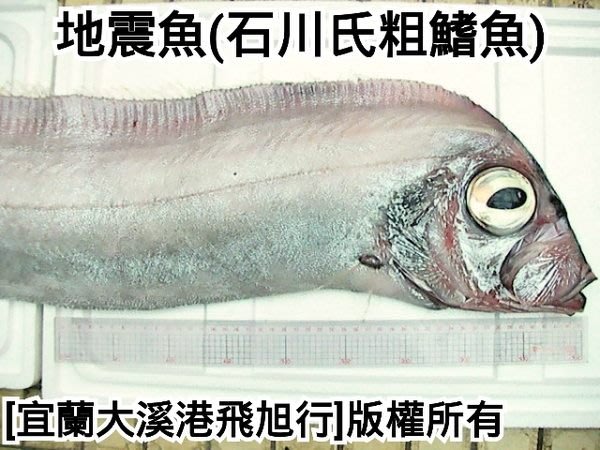 地震魚 石川氏粗鰭魚 Yahoo奇摩拍賣