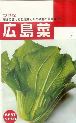 【大包裝蔬菜種子L034】廣島菜~~日本廣島名產，外型為小白菜與芥菜的綜合體，口感似小白菜，定植至採收約40天。
