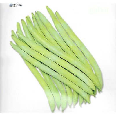 種子王國 四季豆 蔓性菜豆 蔬果種子 大包裝 1公斤裝