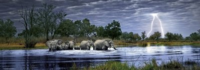 29508 2000片歐洲進口拼圖 HEYE 動物 大象過河
