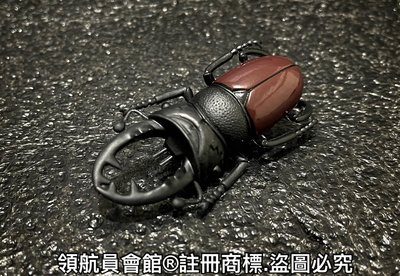【領航員會館】單售 鍬型蟲 日本KOROKORO甲蟲王者20週年昆蟲公仔 扭蛋 模型玩具標本 秋形蟲獨角仙