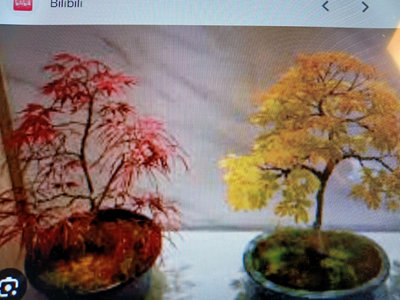 特殊少見日本紅楓樹小品盆栽老粗頭嫁接兩個高低層次造型漂亮名字叫做花纏，會像柳樹一樣飄逸好種植喜歡日照潮濕環境郵局大榮免運