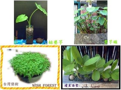 WISH FOREST【種子盆栽專用70多樣種子】竹柏,七里香,綠鑽,春不老.