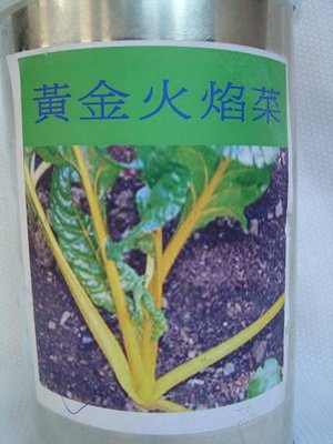 【蔬菜種子S198】黃色瑞士甜菜~~莖脈葉柄顏色鮮明可愛，相當美麗的歐美生菜沙拉菜！