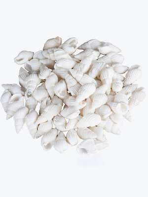 裝贊用品七寶石家用供曼扎盤寶瓶海螺寶石天然小海螺1兩嗨購