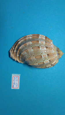 (shelllin 貝殼林) a215-0301 楊桃螺 (99*62*46 mm) F++