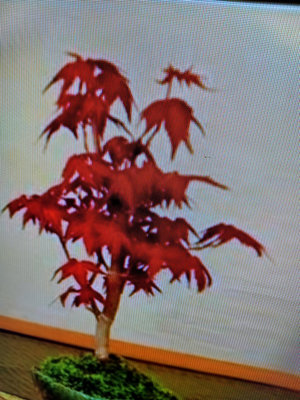造型優美漂亮的山槭樹，紅楓樹小品盆栽1450元無接枝，好種植，喜歡半日照潮濕的環境優惠超商取貨免運費