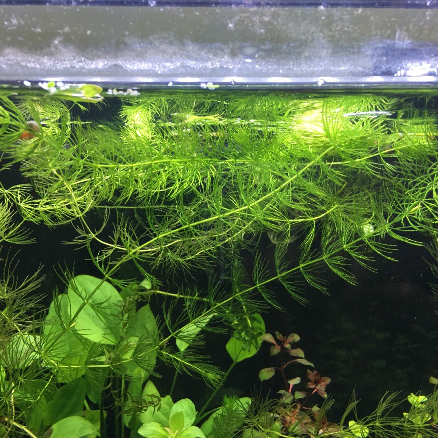 金魚藻 特價一株2元 魚缸真水草後景草入門款魚缸草景 愛水狂想 Yahoo奇摩拍賣