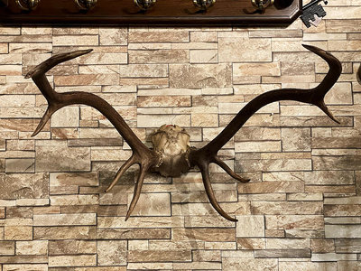 挪威馴鹿大型標本掛飾『壯觀對稱完整鹿角』 #523305
