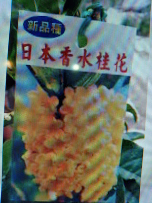 少見日本香水桂花名字叫佛頂珠高約100公分老粗頭3公分便宜賣990元免運好種植比台灣的桂花香種一顆桂花助長貴人運心情變好