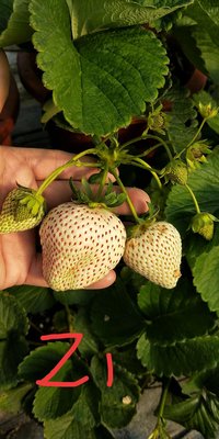 大自然種苗園~雪姬白草莓2.5吋盆苗