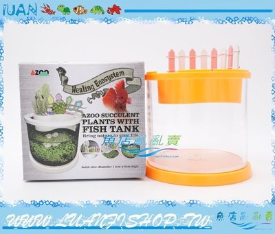 【~魚店亂亂賣~】台灣AZOO愛族-多肉植物透明壓克力圓形鬥魚缸(附籬笆)橘黃色11cmX9cm造型缸