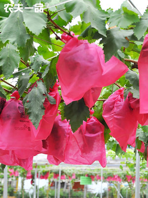 廠家直銷陽光玫瑰葡萄專用套袋防鳥防果蠅白色枇杷石榴瓜果保護袋