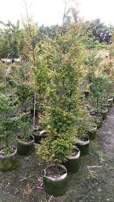 樹苗花苗玫瑰苗水果苗-花花世界＊】WL120    紫檀-1尺盆