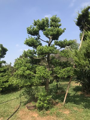 羅漢松米俓約18~22cm高度約4~4.5米 黑松真柏桂花七里香紫檀象牙木