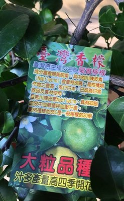 花花世界_水果苗--台灣香檬 扁實檸檬(嫁接無刺)--維生素C是檸檬的30倍/8吋/高約1尺/Tm