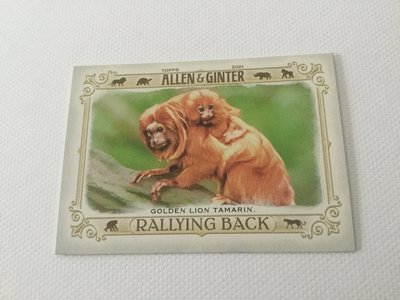 Golden Lion Tamarin Allen & Ginter Rallying Back RB 8
