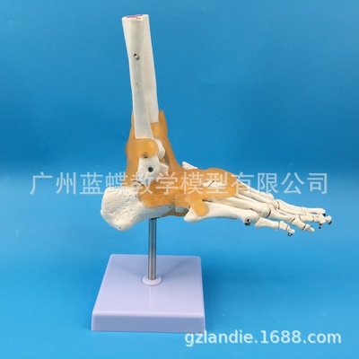 【熱賣精選】人體腳關節附韌帶模型 成人1:1 足關節骨骼運動系統解剖手足外科