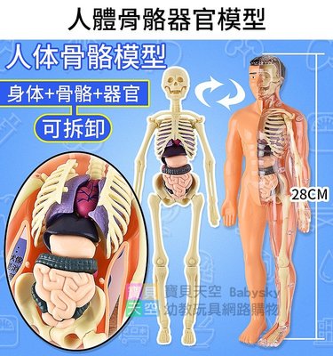 ◎寶貝天空◎【人體骨骼器官模型】骨骼模型,人體模型教具,人體構造模型,人體器官模型組裝教學,玩具教材益智桌遊遊戲