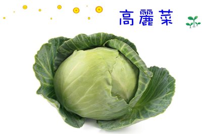 大型高麗菜 甘藍 可達7台斤 種苗區