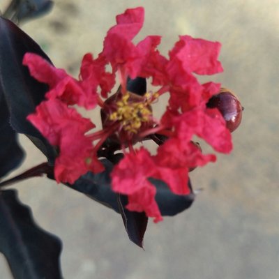 元茂園藝中壢園區-新貨上架 新品種紅花紅葉紫薇 近一年盆栽