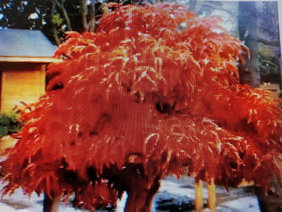 特殊的日本紅楓樹名字叫獅子頭，頭部約3公分高度約有85公分好種植3680元大盆好種植喜全日照潮濕的環境郵局嘉里大榮免運