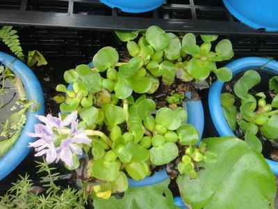 芳草園－水生植物「迷你布袋蓮」5株