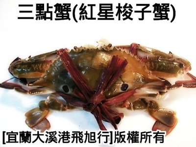 三點蟹(紅星梭子蟹)....現撈體(非活體)一公斤約3~4隻,每公斤450