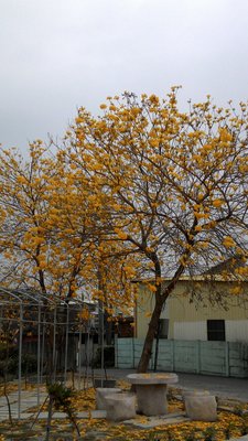 ╭☆東霖園藝☆╮優質樹種(黃花風鈴木)金風鈴 ---金黃耀眼的美感---4尺高/120公分上/7吋盆