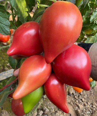 【蔬菜種子S422】芒果蜜番茄~果型似芒果，單果重150公克左右，口感非常好，汁水多糖度高。