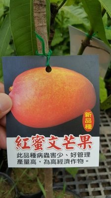 ╭☆東霖園藝☆╮水果苗(紅蜜文芒果)芒果 ..  新品種