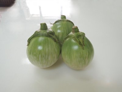 【蔬菜種子S159】玉玲瓏圓茄~ 果實卵圓型，顏色白綠相間，萼片形狀漂亮