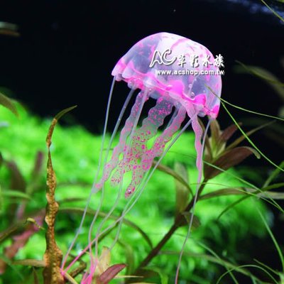 【AC草影】Jellyfish 螢光水母（揚紅）【一個】