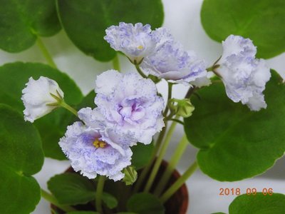 堤緣花語陶-淨化室內空氣植物-非洲紫羅蘭'Tiyuan's Purple Romantic' 紫色浪漫 [台灣育種]