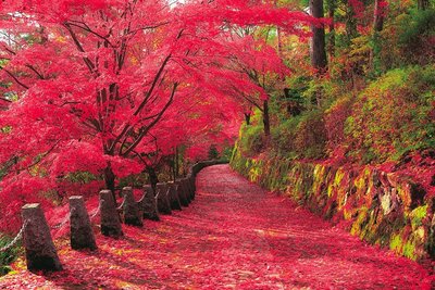 缺 23-607 2016片迷你日本進口拼圖 風景 日本 吉野山 夢幻紅葉 楓紅 楓葉