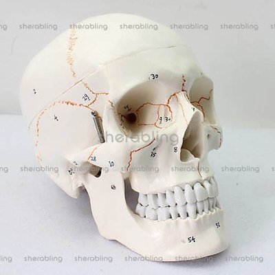 (ME-A186)11醫用高端人體頭骨模型頭顱骨模型標本骨骼模型