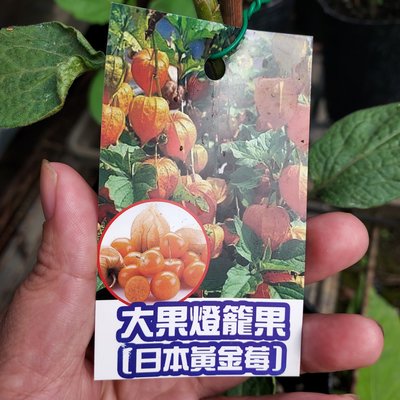 百果種苗園※燈籠果※日本黃金莓/新品上架