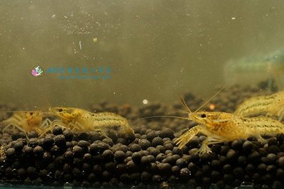 [AB水族生技工作室] 龍紋螯蝦 Procambarus fallax 4~5 cm