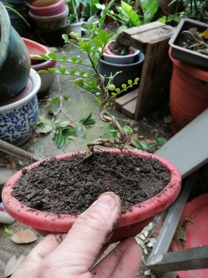 日本細葉小葉的七里香 盆栽小品1 有多生密集的特性很好中喜歡日照 會開花 結果 便宜賣超商取貨免運輸量有限
