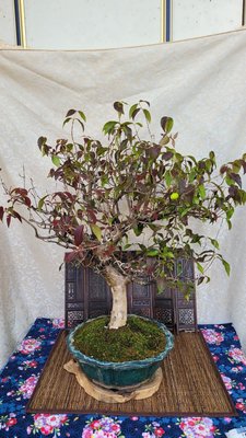 雅舍盆栽-八角櫻桃