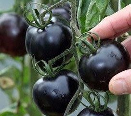 【黑珍珠番茄種子】 每包約6粒:L03